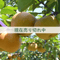 【愛知県安城市/刈谷市産他】安城梨・甘ひびき 大玉サイズ・2玉入り(1玉600g以上)【予約販売】※数量限定