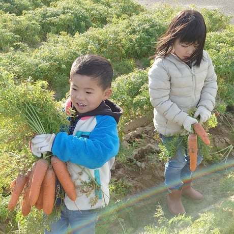 【愛知県碧南市産】ニンジン『へきなん美人』10㎏箱・Lサイズ【大容量】