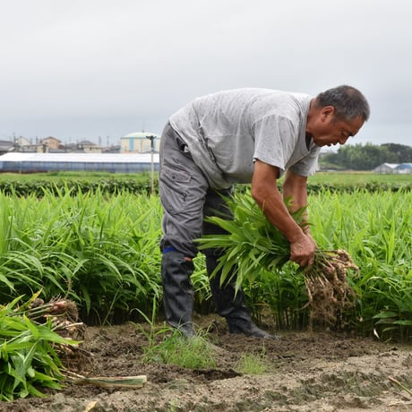 【愛知県碧南市産】へきなん葉しょうが　4㎏箱・100g×40束入り【盆前発送】