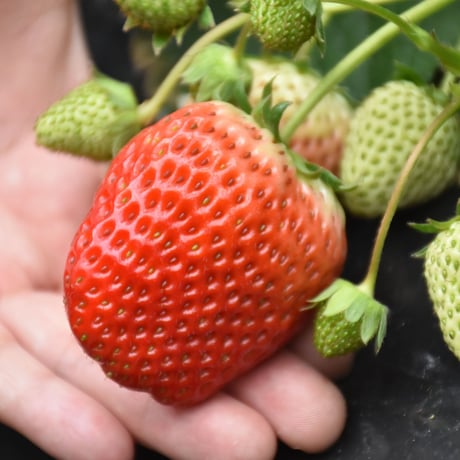 【愛知県安城市産】安城いちご『メガベリー』 2パック入箱（4～6玉入・250g/平パック）【3週間限定商品】