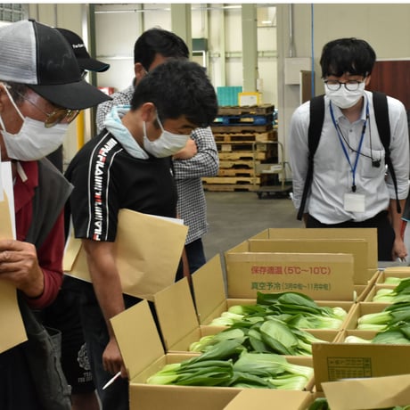 【愛知県 安城市/碧南市産】チンゲンサイ　2㎏箱・2Ｌサイズ（16株入）