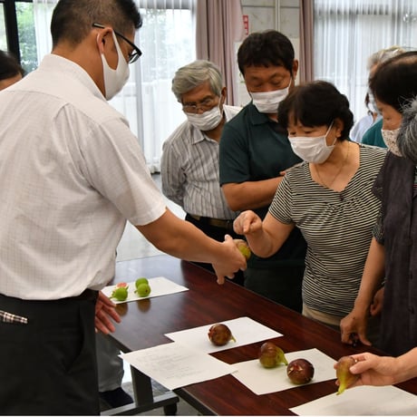 【愛知県安城市/碧南市産他】ハウスいちじく　2パック入箱　★2箱セット