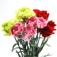 【愛知県碧南市産】へきなんの花『カーネーション（一輪咲）』3色ミックス75本（1色25本束×3色）