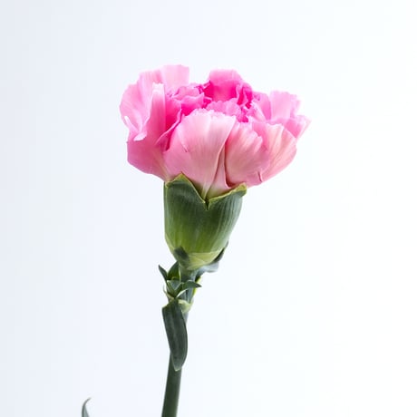【愛知県碧南市産】へきなんの花『カーネーション（一輪咲）』3色ミックス75本（1色25本束×3色）