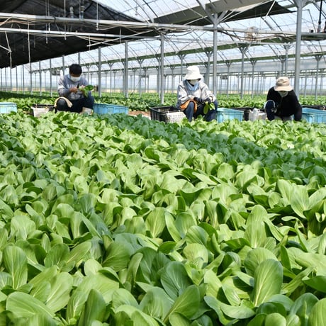 【愛知県 安城市/碧南市産】チンゲンサイ　2㎏箱・2Ｌサイズ（16株入）