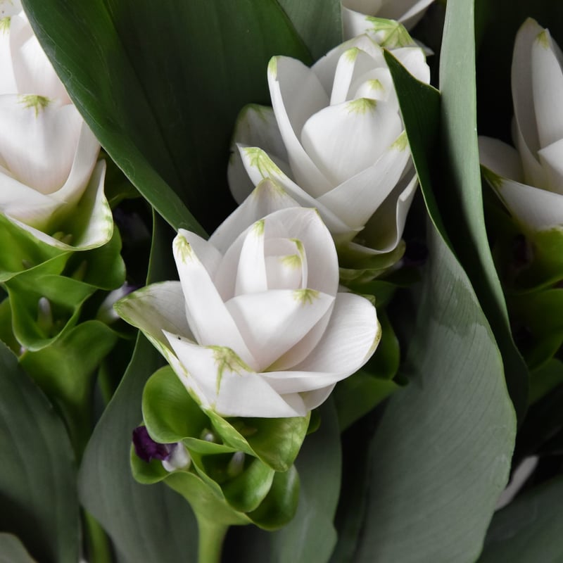 愛知県碧南市産】へきなんの花『クルクマ』白色（20本入・切り花）【大