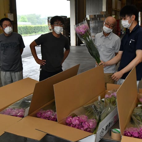 【愛知県碧南市産】へきなんの花『クルクマ』ピンク色（20本入・切り花）【大容量】