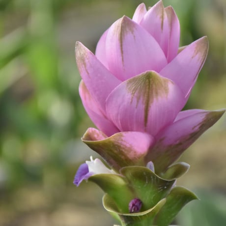 【愛知県碧南市産】へきなんの花『クルクマ』ピンク色（20本入・切り花）【大容量】