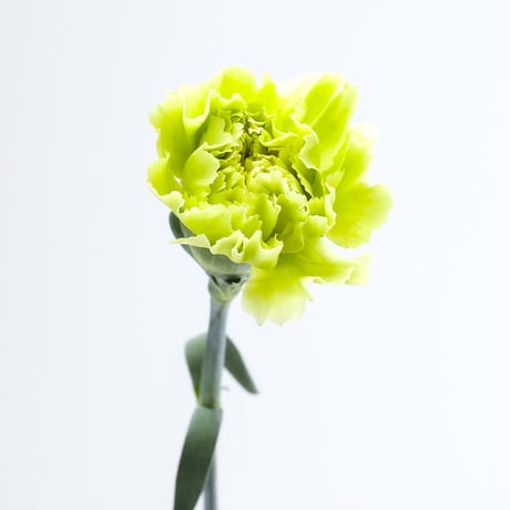 【愛知県碧南市産】へきなんの花『カーネーション（一輪咲）』3色ミックス75本（1色25本束×3色）
