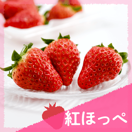 【愛知県安城市産】安城いちご『紅ほっぺ』 2パック入箱（7～12玉入・250g/平パック）
