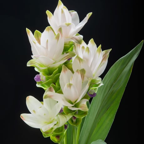 【愛知県碧南市産】へきなんの花『クルクマ』白色（20本入・切り花）【大容量】