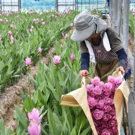 【愛知県碧南市産】へきなんの花『クルクマ』ピンク色（20本入・切り花）【大容量】