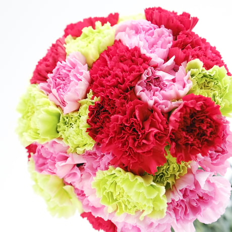 【愛知県碧南市産】へきなんの花『カーネーション（一輪咲）』3色ミックス75本（1色25本束×3色）