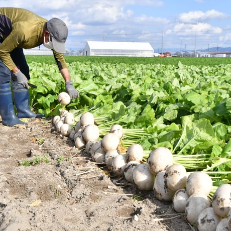 【愛知県碧南市産】碧南のかぶ（露地カブ）　10㎏箱・4Ⅼサイズ（12玉入）