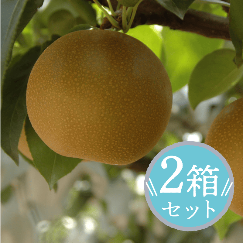 ☆追加販売【愛知県安城市産他】安城梨『幸水』 5㎏箱・10～14玉
