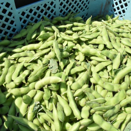 【愛知県碧南市産】へきなんのえだまめ 300g袋×3袋入【青豆】