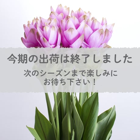 【愛知県碧南市産】へきなんの花『クルクマ』ピンク色（20本入・切り花）【大容量】
