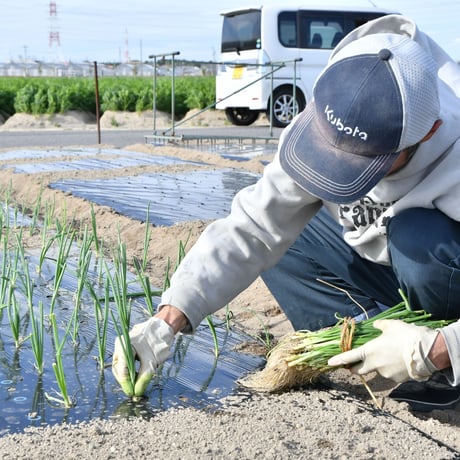 【愛知県碧南市産】タマネギ『へきなんサラダたまねぎ』4.5㎏箱・Lサイズ