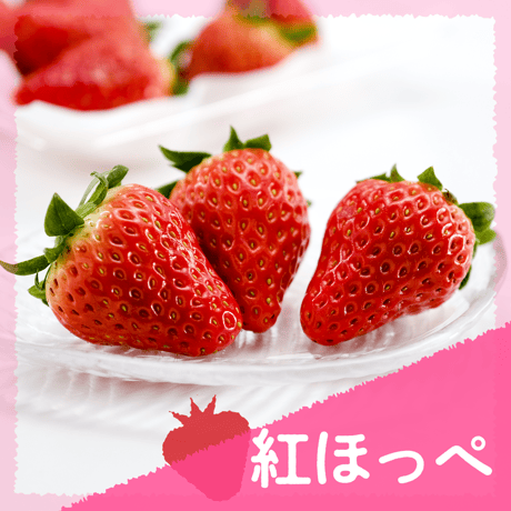 【愛知県安城市産】安城いちご『くらベリー』 2パック入箱（7～12玉入・250g/平パック）