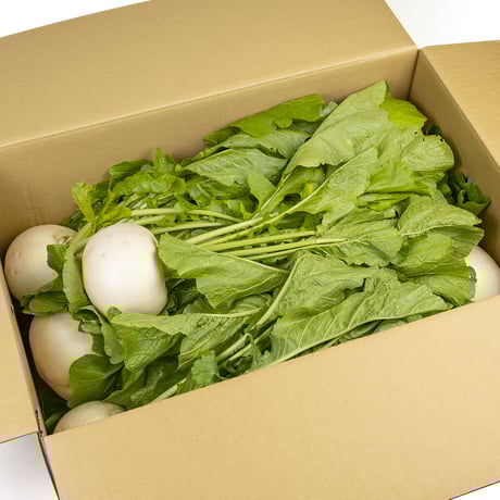 【愛知県碧南市産】碧南のかぶ（露地カブ）　10㎏箱・4Ⅼサイズ（12玉入）