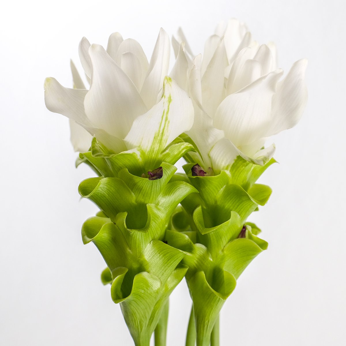 花農家直送！！クルクマ❀ご予約専用ページ❀商品説明必読！！です！！❀ 愛知県碧南市産】へきなんの花『クルクマ』白色（20本入・切り花）【大