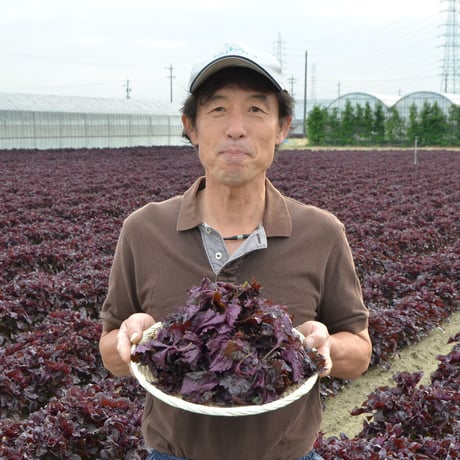 【愛知県碧南市産】へきなん赤しそ　3㎏箱・300g袋×10袋入