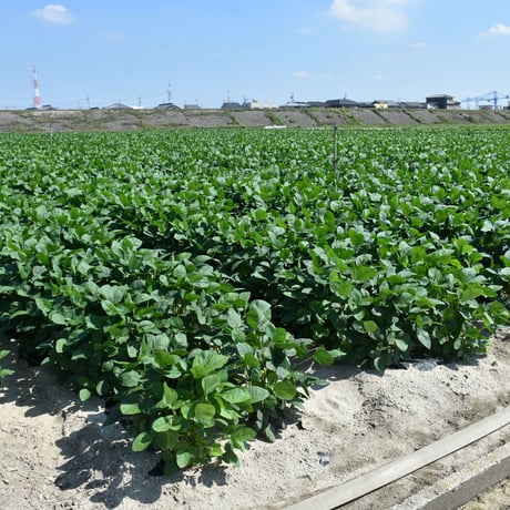 【愛知県碧南市産】へきなんのえだまめ 300g袋×3袋入【青豆】