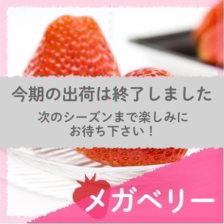 【愛知県安城市産】安城いちご『メガベリー』 2パック入箱（4～6玉入・250g/平パック）【3週間限定商品】