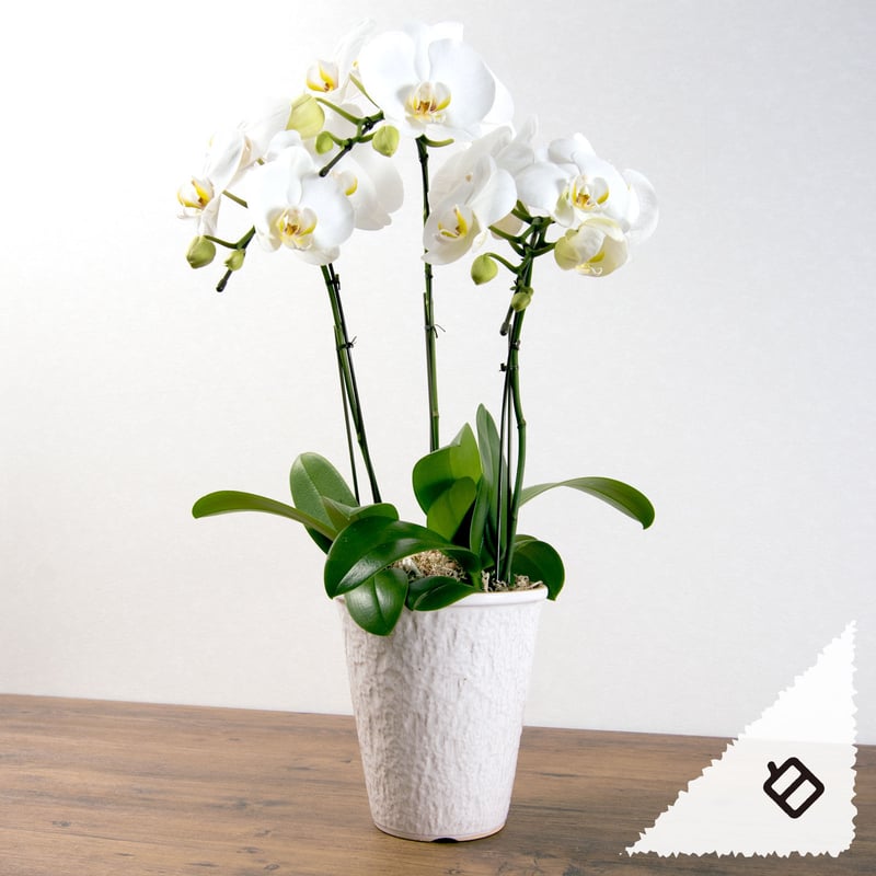 愛知県安城市産】胡蝶蘭 3本立【ギフト品】 | JAあいち中央【碧海