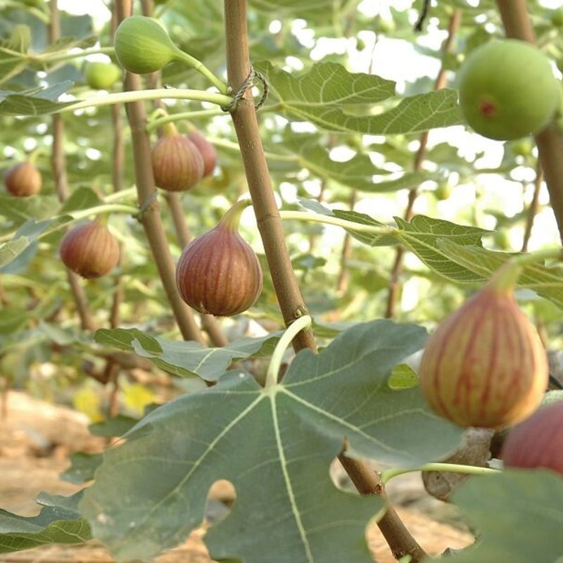 御中元のし付き】ハウスいちじく 2パック入箱（3～5玉入・350g