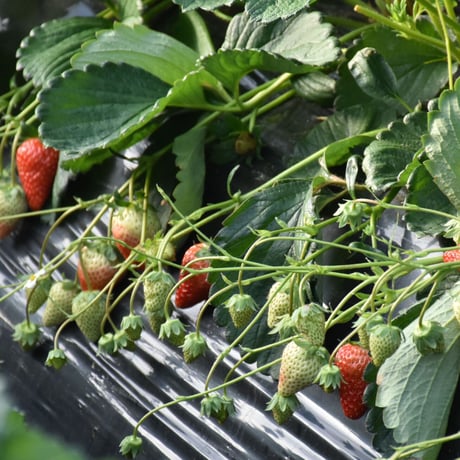 【愛知県安城市産】安城いちご『メガベリー』 2パック入箱（4～6玉入・250g/平パック）【3週間限定商品】