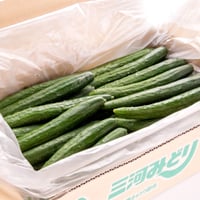 【愛知県安城市/碧南市/刈谷市産】キュウリ『三河みどり』 5㎏箱・Ⅿサイズ（50本以上入）