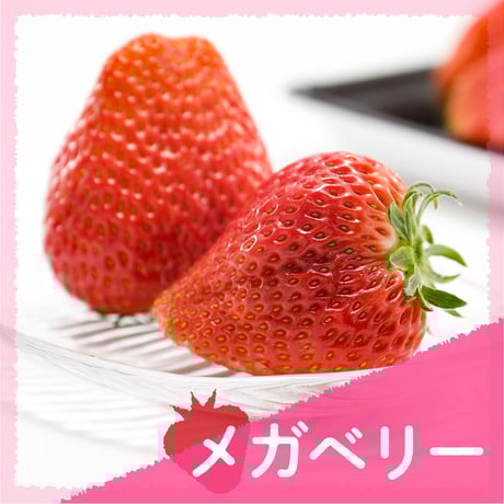【愛知県安城市産】安城いちご『メガベリー』 2パック入箱（4～6玉入・250g/平パック）【3週間限定商品】