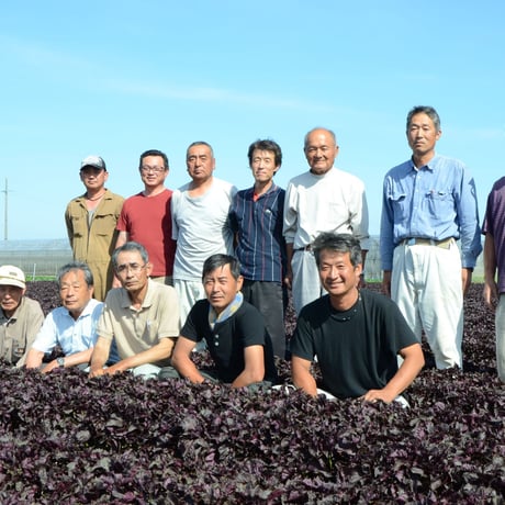 【愛知県碧南市産】へきなん赤しそ　3㎏箱・300g袋×10袋入