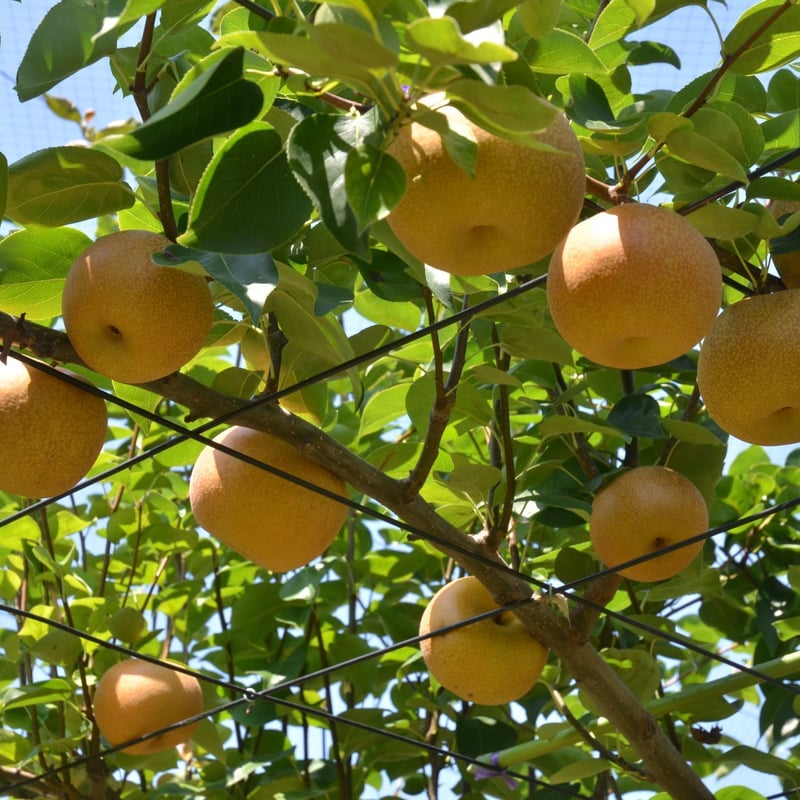 ☆最終販売【限定10箱】安城梨『豊水』 3㎏箱・5～7玉入り | JA