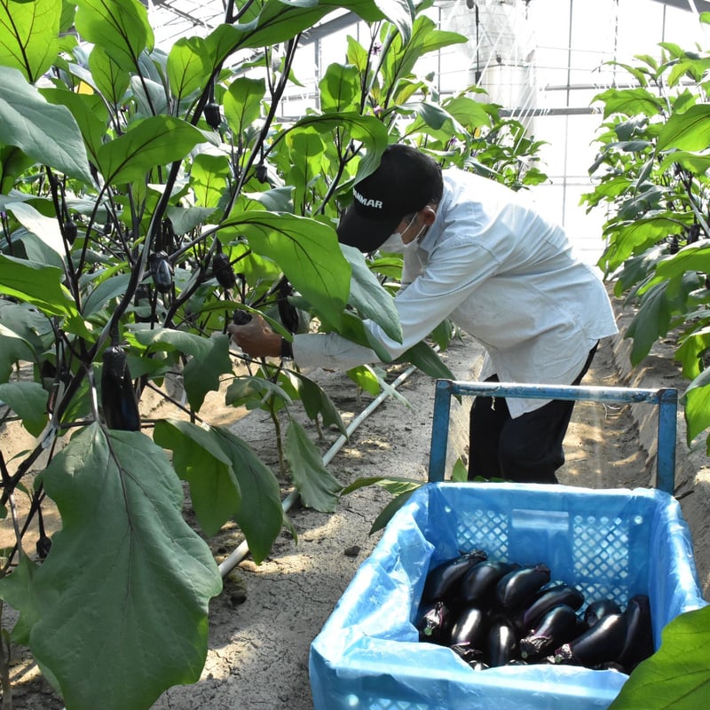なす サラダ水茄子（なす） / 【18601】 | 花さんぽ｜種子をはじめ