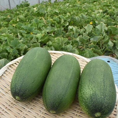 【愛知県碧南市産】早生かりもり　4㎏箱・2Ｌサイズ（8～9玉入）【愛知の伝統野菜】