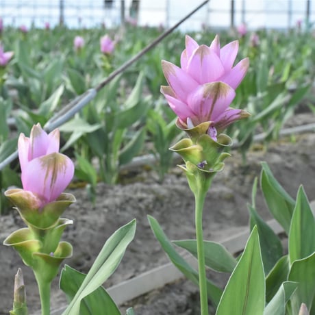【愛知県碧南市産】へきなんの花『クルクマ』ピンク色（20本入・切り花）【大容量】
