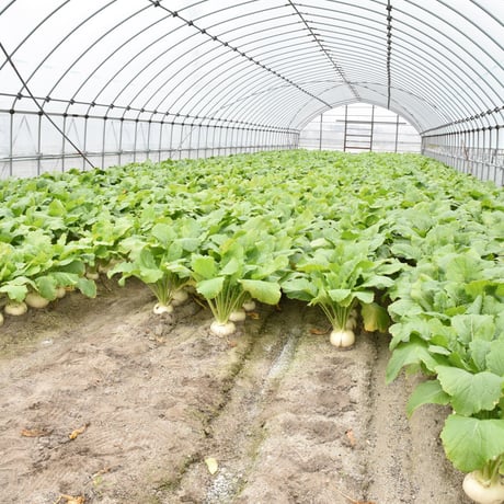 【愛知県碧南市産】へきなんのかぶ『サラダカブ』　10㎏箱・4Ⅼサイズ（12玉入）