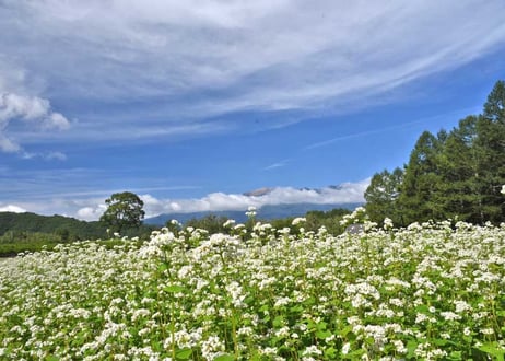 霧しな 信州生そば(白い更科)3食入　1個