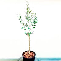 オリーブ苗木 トルコ産【ゲムリック】1本 5号ポット | Sansui Olive