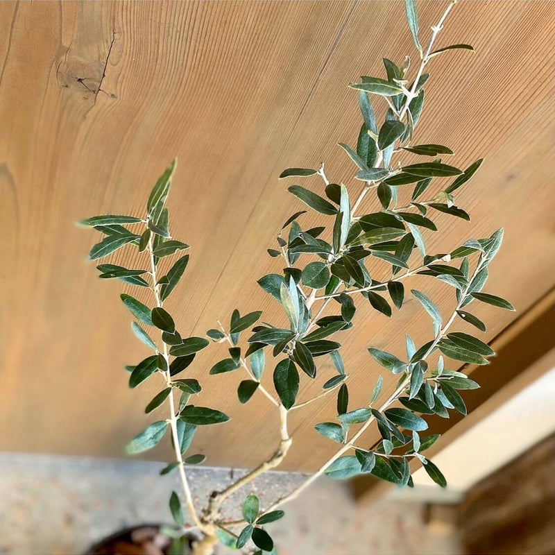 1点もの！オリーブ苗木 トルコ産【ゲムリック】1本 5号鉢 | Sansui Olive