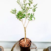 オリーブ苗木 トルコ産【ゲムリック】送料無料！2本セット 5号ポット