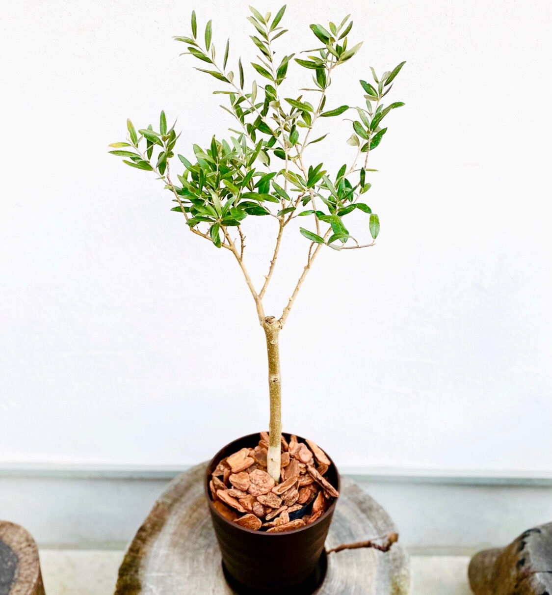 1点もの！オリーブ苗木 トルコ産【ゲムリック】1本 5号鉢 | Sansui Olive
