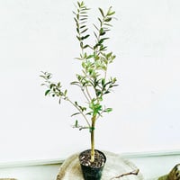 オリーブ苗木 トルコ産【ゲムリック】送料無料！2本セット 5号ポット