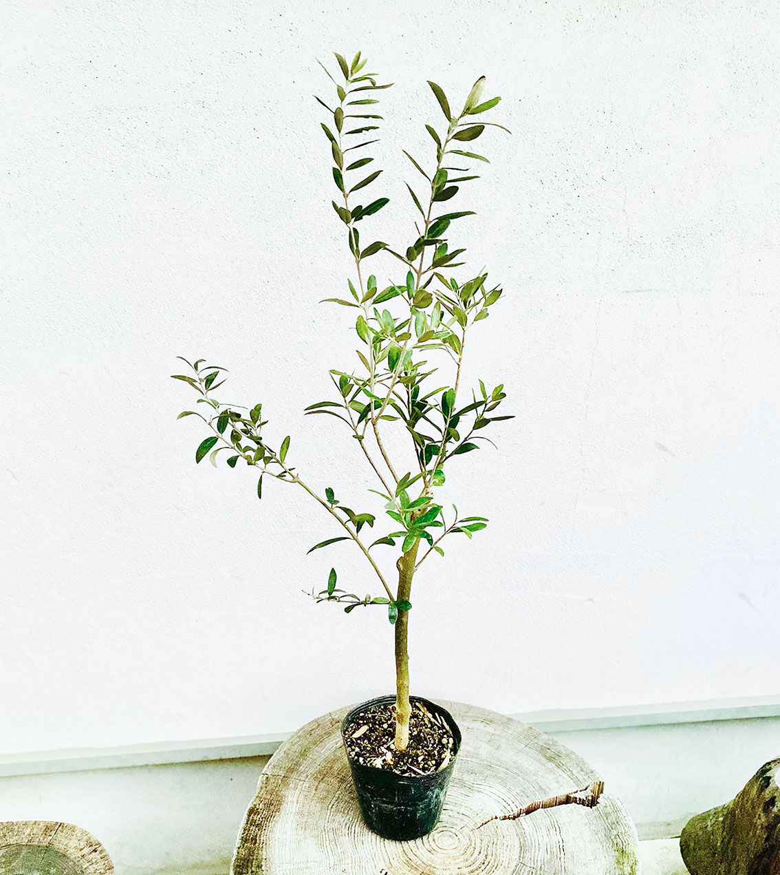 オリーブ苗木 トルコ産【ゲムリック】1本 5号ポット | Sansui Olive