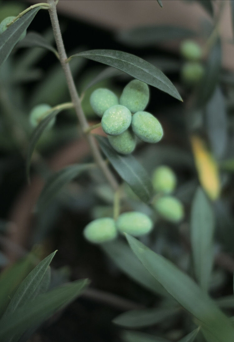 オリーブの木 トルコ産オリーブ苗木【ゲムリック種】 オリーブ苗木 トルコ産【ゲムリック】1本 5号ポット | Sansui Olive