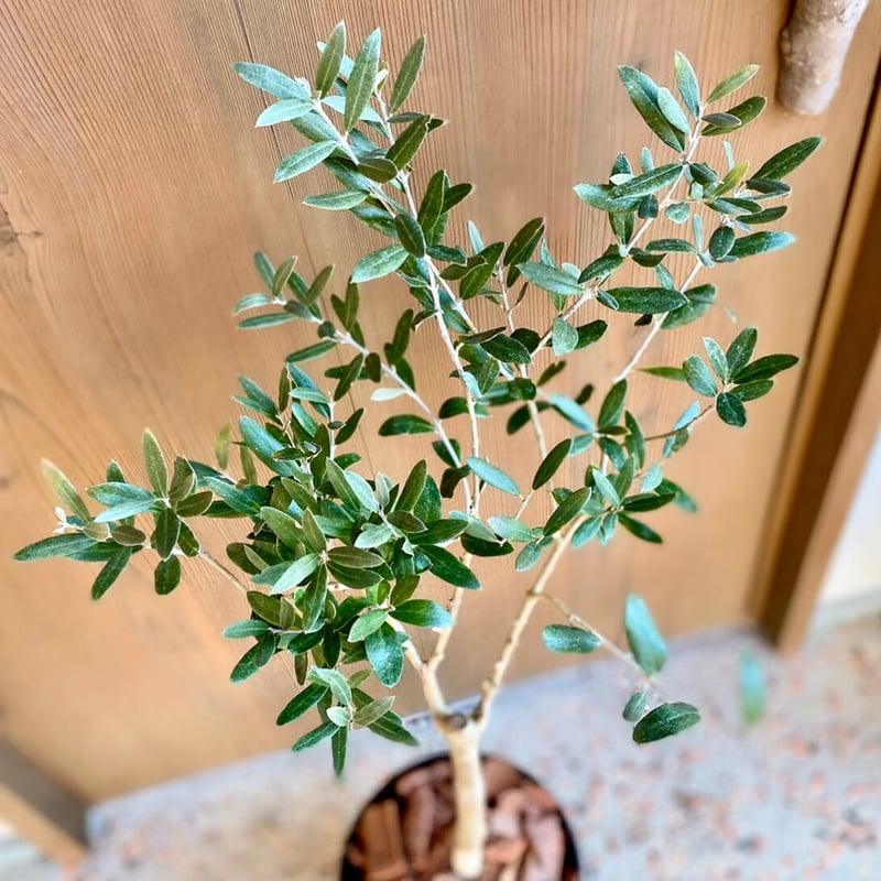 1点もの！オリーブ苗木 トルコ産【ゲムリック】1本 5号鉢 | Sansui Olive