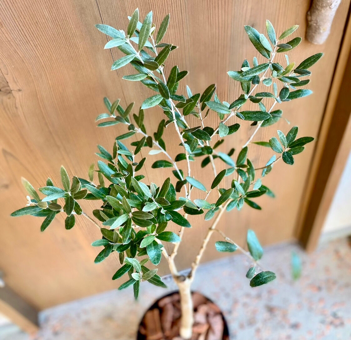 1点もの！オリーブ苗木 トルコ産【ゲムリック】1本 5号鉢 | Sansui Olive