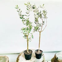オリーブ苗木 トルコ産【ゲムリック】1本 5号ポット | Sansui Olive オリーブ苗木 トルコ産【ゲムリック】1本 5号ポット | Sansui Olive